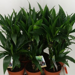 Драцена Фрагария Джанет Крейг ( Dracaena Fragaria Janet Craig ) W 17 см H 80 см