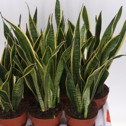 Сансевиерия Лаврентий ( Sansevieria Laurentii ) W 17 см H 60 см