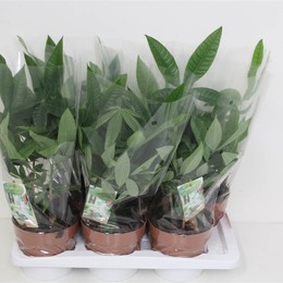 Пачира Водная ( Pachira Aquatica ) W 17 см H 60 см