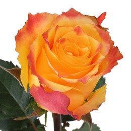 Rosa Gr Sans Souci ( Санисай ) В60 Чеховский Сад