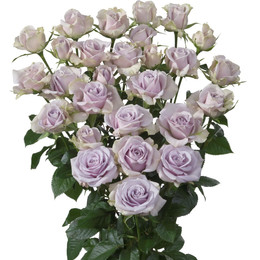 Rosa Tr. Special Dimensions ( Спрей Спейшел Дайменшес ) В60 Чеховский Сад