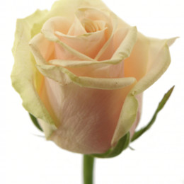 Rosa Gr Talea ( Талея ) В70 Чеховский Сад