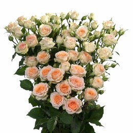 Rosa Tr. Tanja ( Спрей Таня ) В50 Чеховский Сад