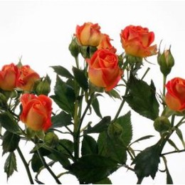Rosa Tr. Fiesta Bubbles ( Спрей Фрутти Баблз ) В80 Чеховский Сад