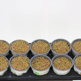 Ячмень (кошачья трава) ( Hordeum (catgrass) ) W 12 см H 10 см
