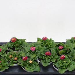 Войны П Цвет Па Роза ( Bellis P Colour Rus Rose ) W 10 см H 15 см