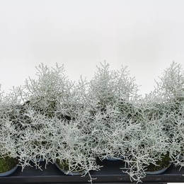Leucophyta Brownii ( Leucophyta Brownii ) W 10,5 см H 18 см