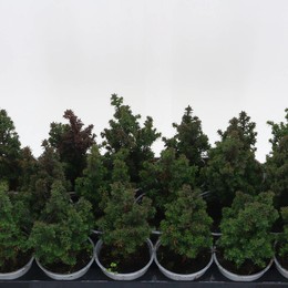 Верхняя точка Chamaecyparis Thyo ( Chamaecyparis Thyo Top Point ) W 10 см H 18 см