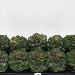 Серкул Гекрулд ( Sierkool Gekruld ) W 10,5 см H 17 см