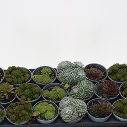 Семпервивум Смешанный ( Sempervivum Mixed ) W 10 см H 10 см