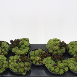 Семпервивум Ов ( Sempervivum Ov ) W 12 см H 15 см