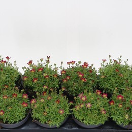 Камнеломка Не Голодна. Стеклопластиковый Пит ( Saxifraga Aren. Grp Pete ) W 13 см H 17 см