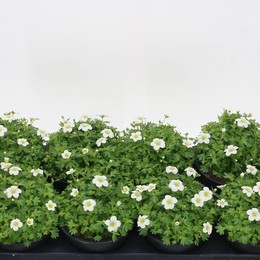 Камнеломка Другая ( Saxifraga Other ) W 13 см H 15 см