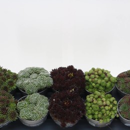 Семпервивум Смешанный ( Sempervivum Mixed ) W 12 см H 15 см