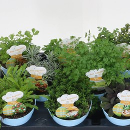 Травы Ов ( Herbs Ov ) W 12 см H 15 см