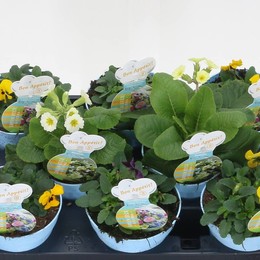 Туинские Растения Смешанный Этбаар ( Tuin Plants Mixed Eetbaar ) W 12 см H 15 см