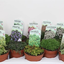 Ов Обширные Растения ( Ov Vaste Plants ) W 13 см H 3 см