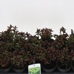 Падуб Другой ( Ilex Other ) W 9,5 см H 20 см