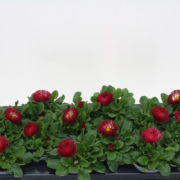 В Бесконечном Красном ( Bellis Perennis Red ) W 10,5 см H 20 см