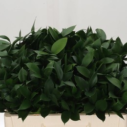 Ruscus Hypophyllum (Рускус Гипофилум) В70