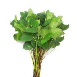 Salal Tips 25 Mps (Салал Типс 25 Мпс)В45