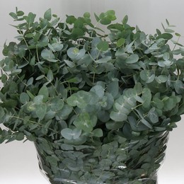 Eucalyptus cinerea (Эвкалипт цинерия) В70