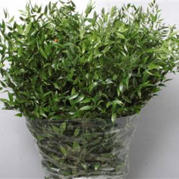 Ruscus Lang 4 Tak (Рускус Ланг 4 Ток) В100