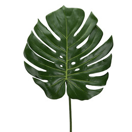 Monstera Blad (Монстера Блад) В60