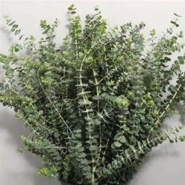 Eucalyptus baby blue per bunch(Эвкалипт бейби блу пер банч) В70