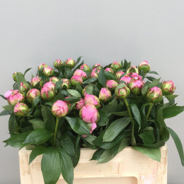 Paeonia L Angel Cheeks (Пион Анжел Чекс) В55