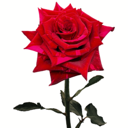 Роза Red Panther (Ред Партнер) В70 Star Roses
