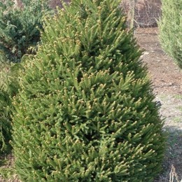 Ель обыкновенная Hystrix (Хистрикс)