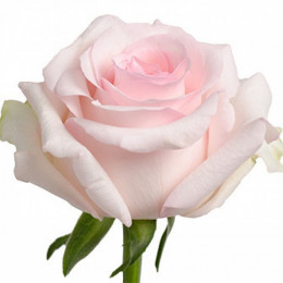 Rosa Gr Novia ( Новия ) В60 Terra Pacific