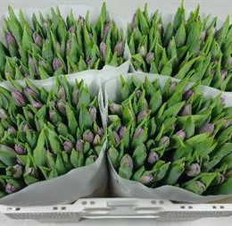 Tulipa en purple flag(Тюльпан ен перпл флаг)В40