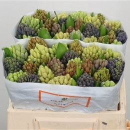 Hyacinthus Mix (Гиацинт Микс) В30