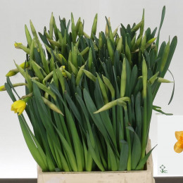 Narcissus Dick Wilden (Нарцисс Дик Вилден) В45