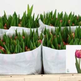 Tulipa Du Columbus (Тюльпан Ду Колумбус) В40