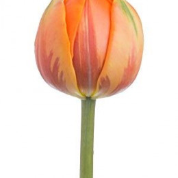 Tulipa Du Orange Princess (Тюльпан Ду Оранж Принцесс) В35