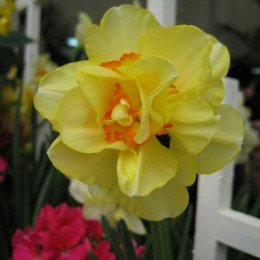 Narcissus D Tahiti (Нарцисс Тахити) В50