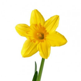 Narcissus Gigantic Star (Нарцисс Гигантик Стар) В50