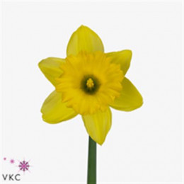 Narcissus Dutch Master (Нарцисс Датч Мастер) В50