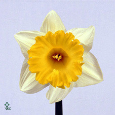 Narcissus Las Vegas (Нарцисс Лас-Вегас) В50