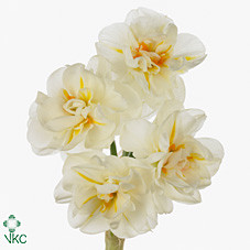 Narcissus W Churchill (Нарцисс  В Черчилль) В45