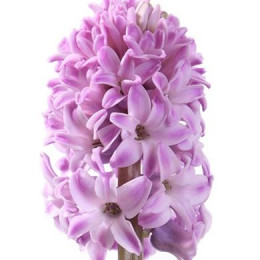 Hyacinthus Splendid Cornelia (Гиацинт Сплендид Корнелия) В40