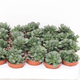 Adromischus Cristatus ( Adromischus Cristatus ) W 5,5 см H 10 см