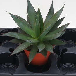 Агава Шака Зулу ( Agave Shaka Zulu ) W 15 см H см