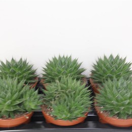 Алоэ Ar Magic ( Aloe Ar Magic ) W 15 см H 30 см
