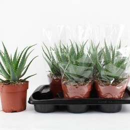 Алоэ Древовидное ( Aloe Arborescens ) W 17 см H 1 см