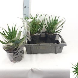 Алоэ Древовидное ( Aloe Arborescens ) W 21 см H 60 см