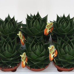 Алоэ Космо ( Aloe Cosmo ) W 13 см H 1 см